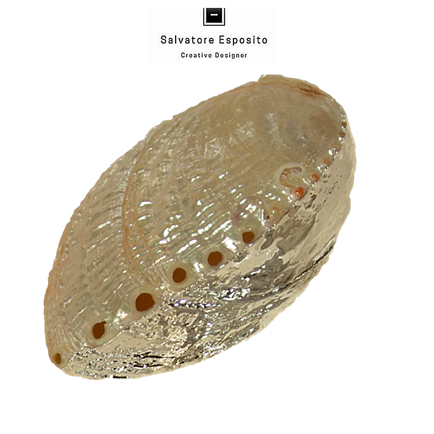 Cod.35212 Haliotis discus madreperla in argento