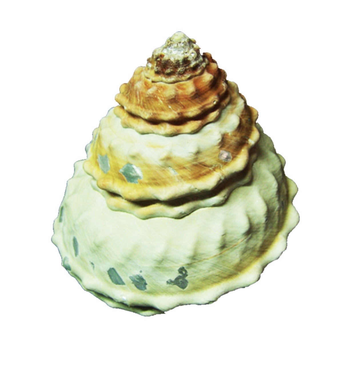 Cod.02207 Astrea undosa madreperla in argento