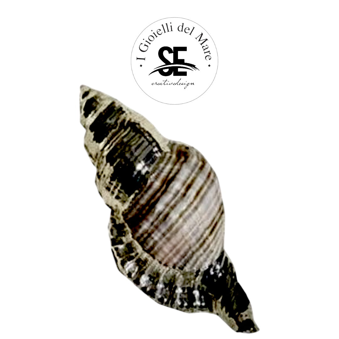 Cod.5105 Cymatium pileare in argento