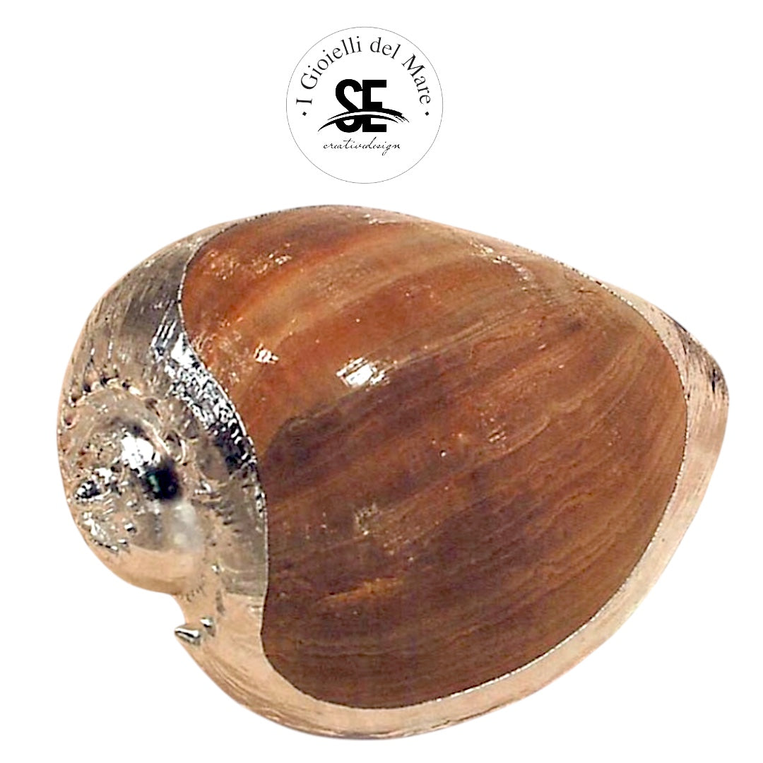 Cod.47125 Melo Broderipi in argento