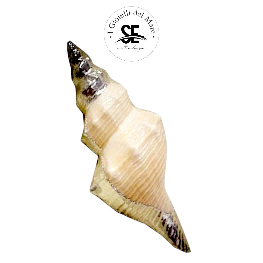 Cod.37020 Hemifunius tube in argento