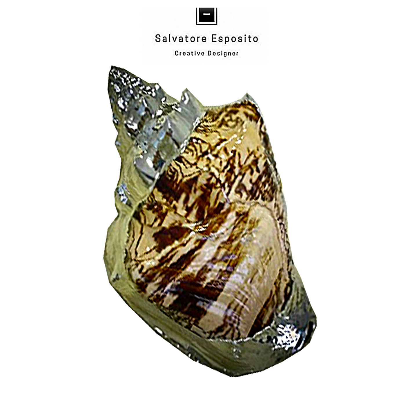 Cod.96620 Voluta ebraeus naturale in argento