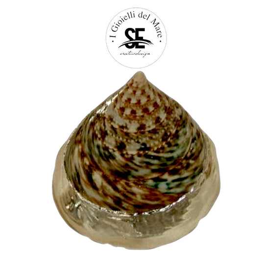 Cod.82207 Trochus pyramis in argento