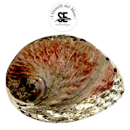 Cod.35015 Halitois midae naturale in argento