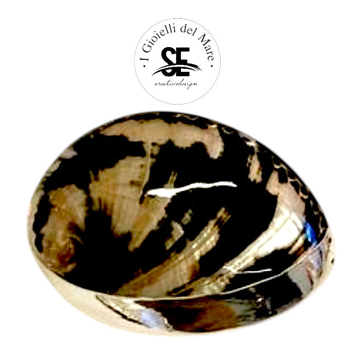 Cod.33911 Cod.Haliotis cracherodi in argento