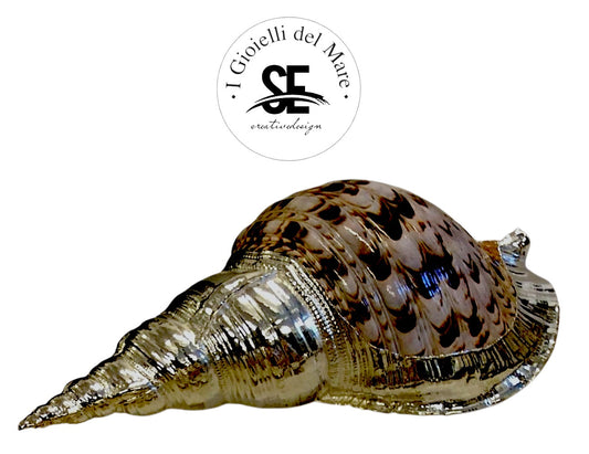 Cod.Asc85 Charonia tritonis argento