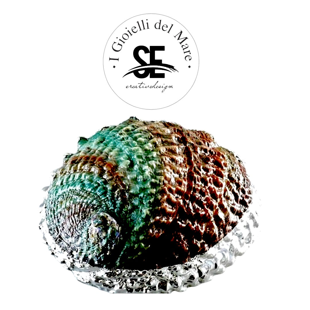 Cod.35414 Haliotis ruber red in argento