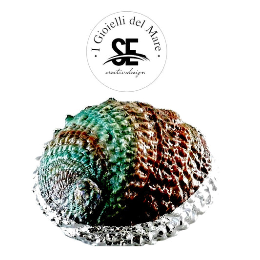 Cod.35414 Haliotis ruber red in argento