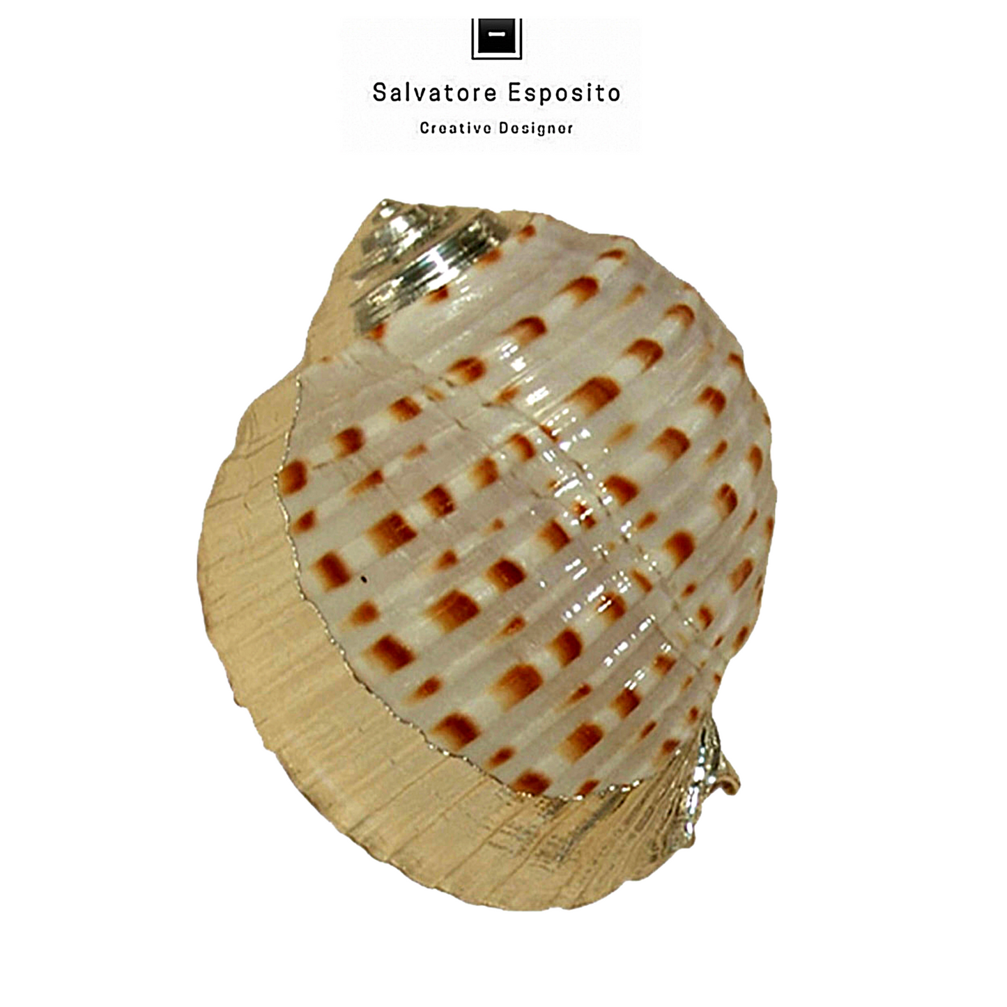 Cod.79708 Tonna tessellata in argento